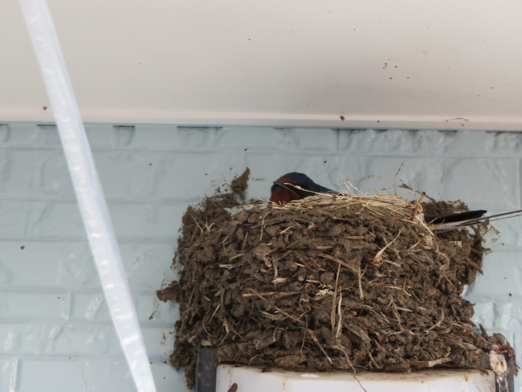 ツバメ日記３ 大坪産業株式会社