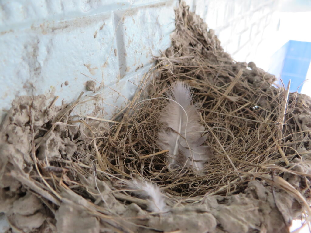 ツバメ日記４ 22年 いろいろあっての抱卵 大坪産業株式会社