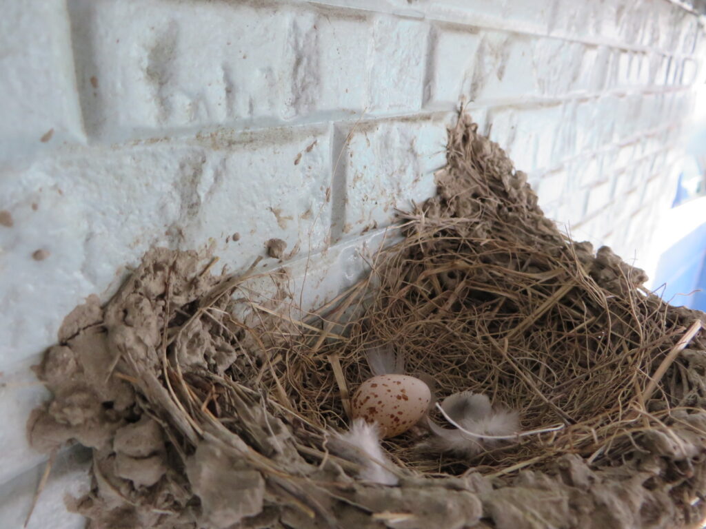 ツバメ日記４ 22年 いろいろあっての抱卵 大坪産業株式会社